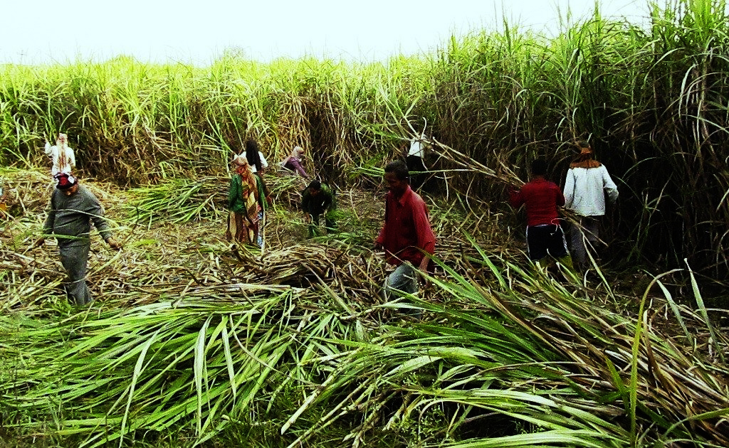 उखु किसान चिनि मिल संचालक र सरकार दुवैबाट पीडित, अनुदानको रकम अझै पाउन सकेनन्