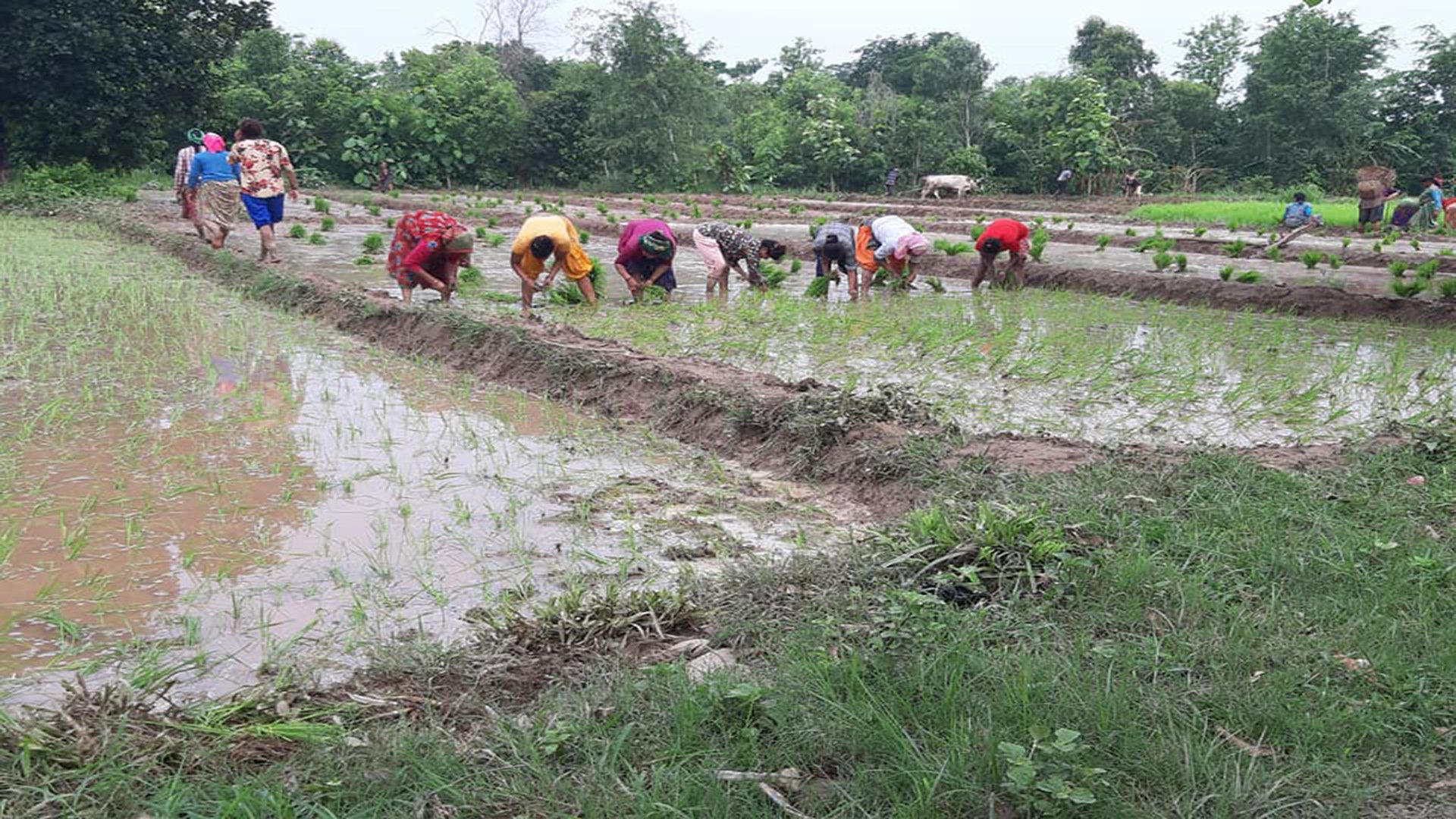 यस वर्ष असार नसकिँदै धान रोपाइँमा उच्च वृद्धि, ५० प्रतिशतभन्दा बढी धान रोपाइँ