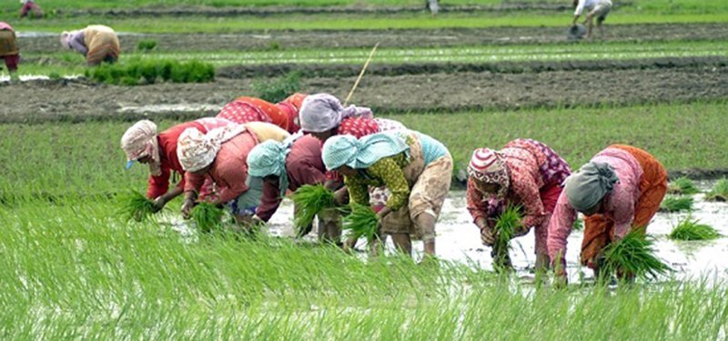 काँठ क्षेत्रका किसानलाई कोरोना बिर्साउँदै धान रोपाइँको चटारो