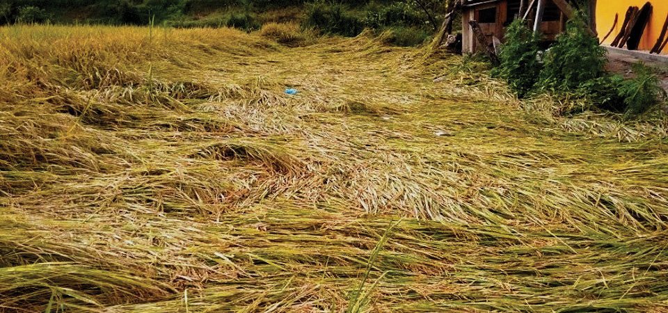 वर्षाले खेतमा पाकेर थन्क्याउने बेला भएको धान बालीमा क्षति