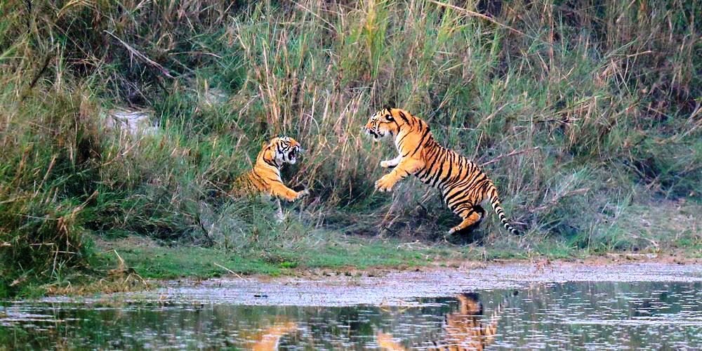 कञ्चनपुरको शुक्लाफाँटा राष्ट्रिय निकुञ्जमा बाघ सर्वेक्षण कार्य सुरु
