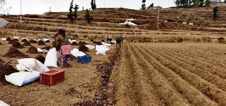 हिमपात हुन रोकिएसँगै ओलाङचुङगोलाका किसान ‘आलु रोपाइँ’ मा व्यस्त