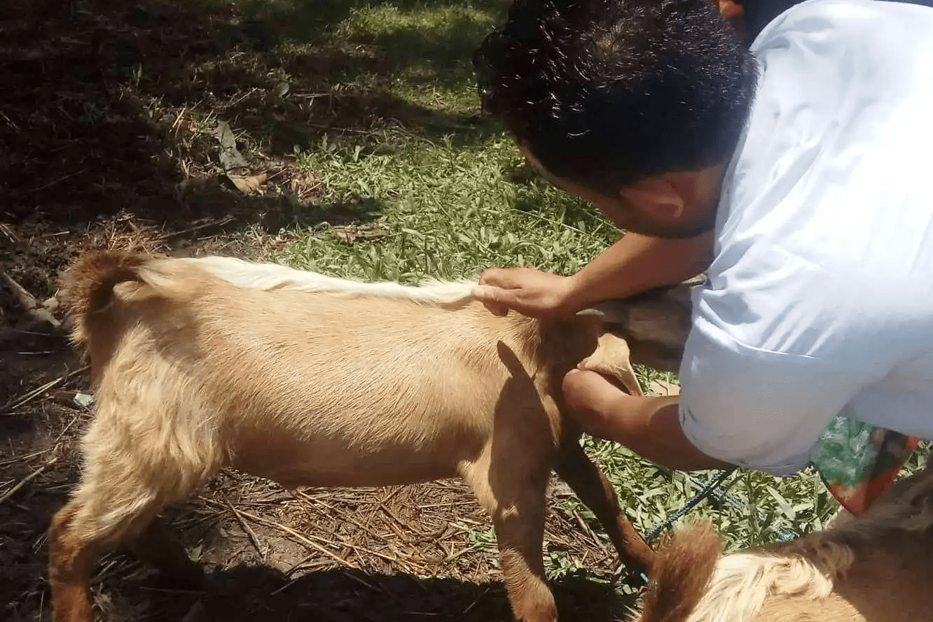 शुक्लाफाँटा–८ मा भोली एक दिने पशु स्वास्थ्य शिविर आयोजना हुने