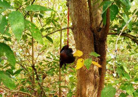 कञ्चनपुरको कालिका सामुदायिक वनमा रुखमा झुण्डिएको अवस्थामा एक मानव कंकाल भेटियो