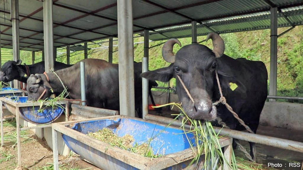 भारतबाट मुर्रा भैँसी, अमेरिका र अष्ट्रेलियाबाट घाँस