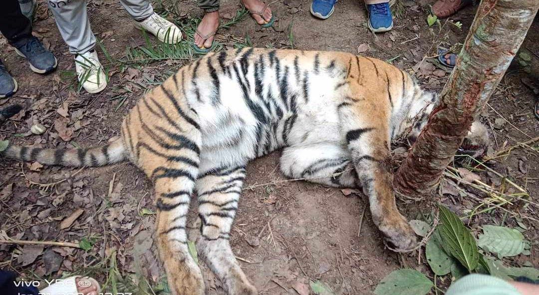 कैलालीमा पाटे बाघ मृत फेला